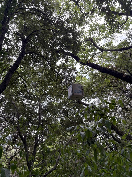 Nacelle Arbre