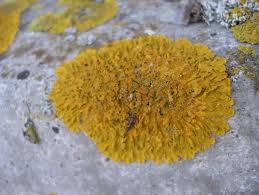 lichen